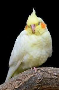 Are Cockatiels Color Blind
