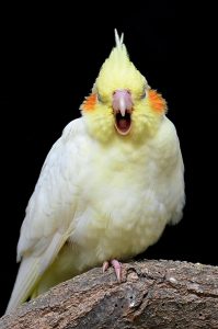 cockatiels sing