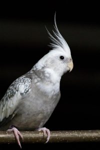 Are Cockatiels Messy