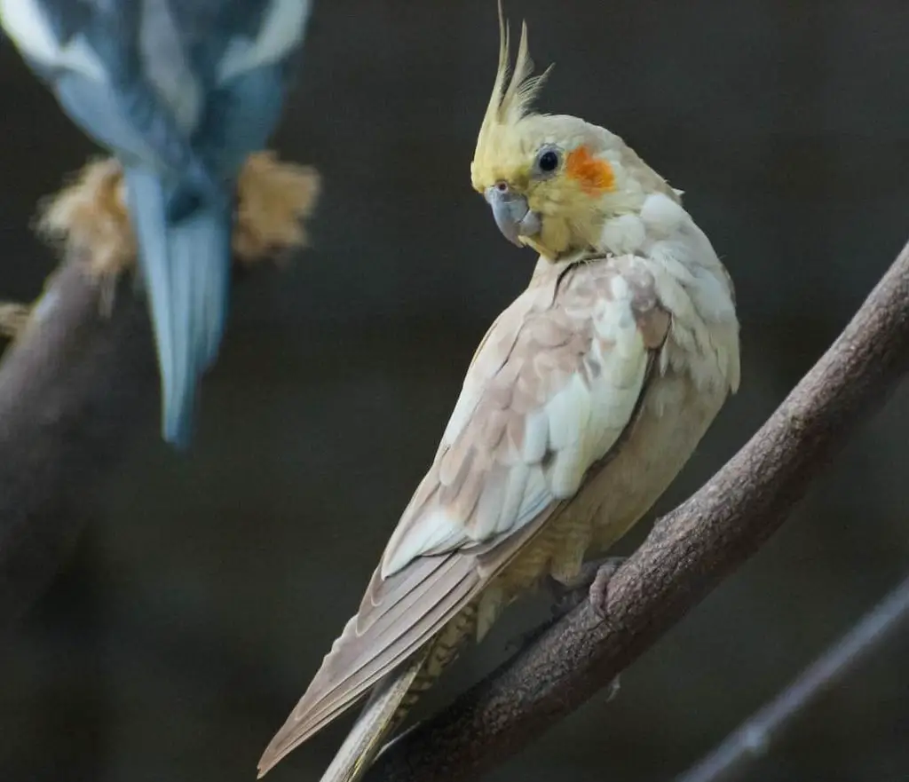 Close-Up Shot of a Cockatiel Perched on a Twig