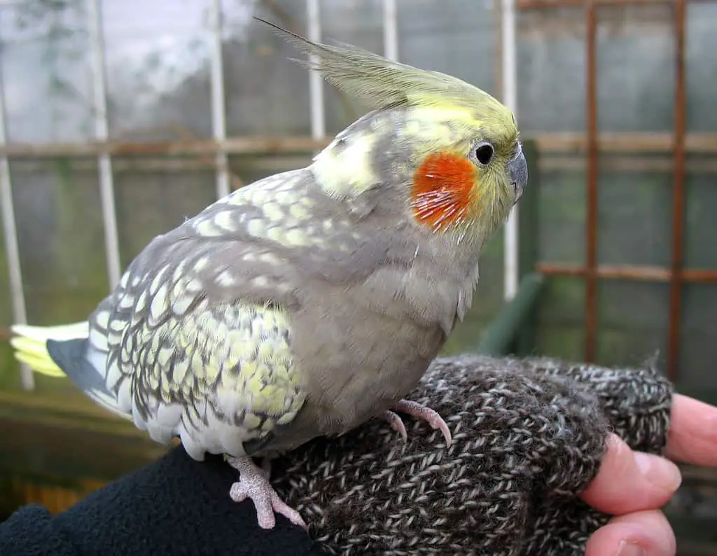 Cockatiels Feathers Grow Back
