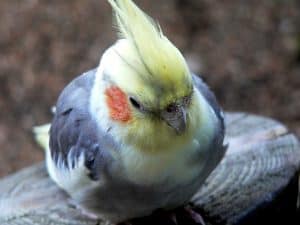 cockatiel losing feathers