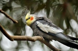 cockatiel feathers grow back