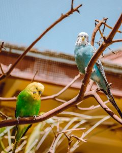 cockatiels and parakeets