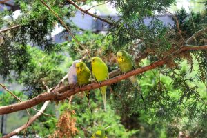 Budgies and Cockatiels