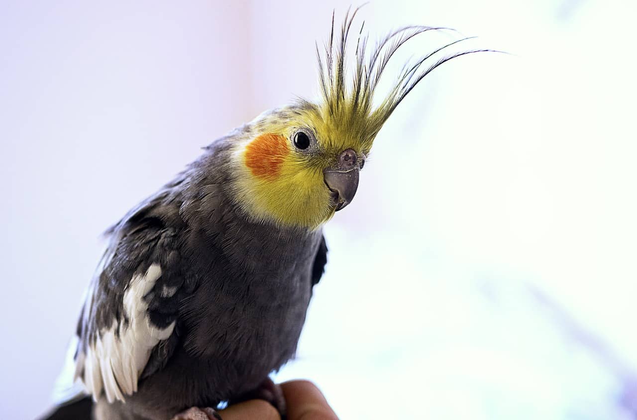 How to Tame a Cockatiel That Bites? (5 Triggering Factors) - Dr Cockatiel