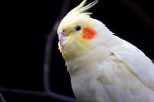 Why Do Cockatiels Have Crests