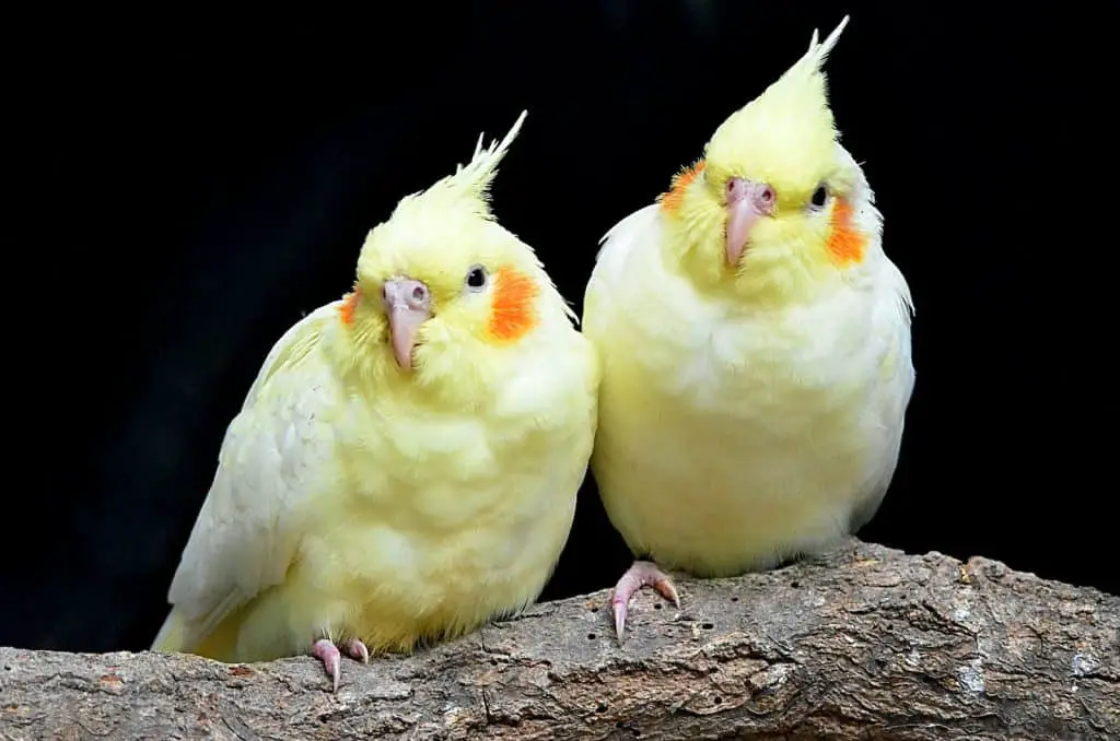 Yellow Birds on the Branch, cockatiel