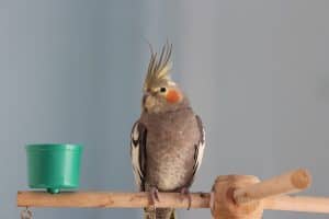 bird, cockatiel, ornithology