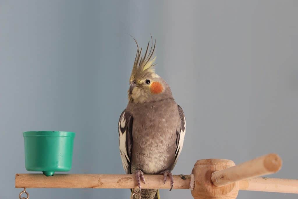how long can a cockatiel go without food