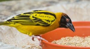 Can Cockatiels Eat Parakeet Food