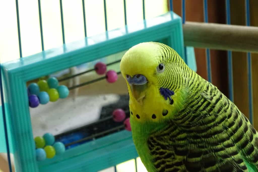 a green parrot in a cage