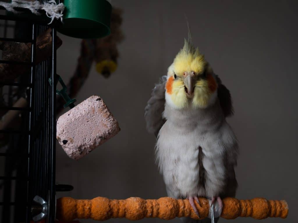 a bird standing on a perch, cockatiel