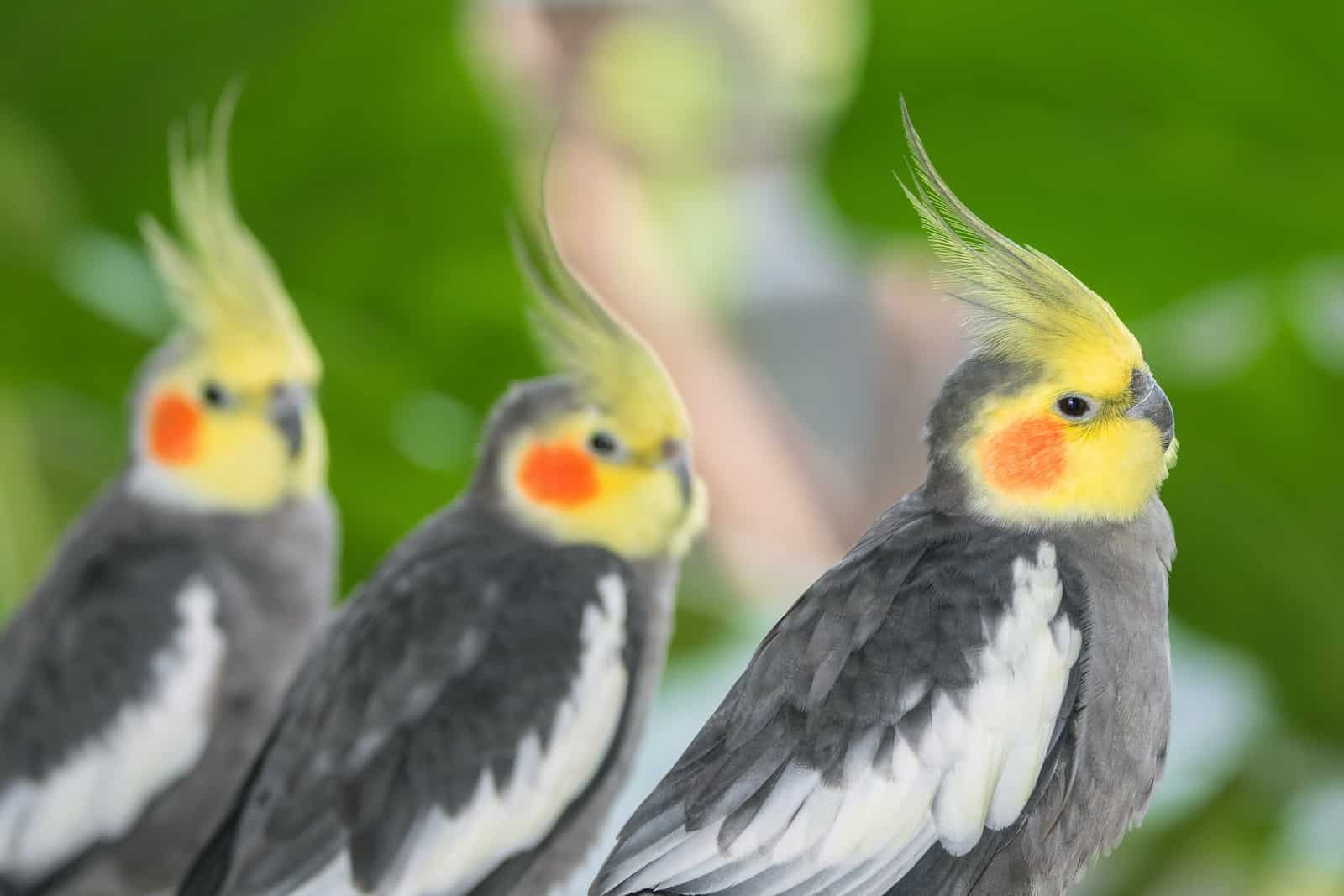 Do Cockatiels Dance? Understanding Your Bird's Moves - Dr Cockatiel