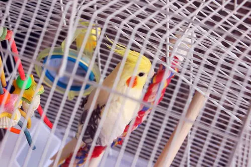 cockatiel in the cage