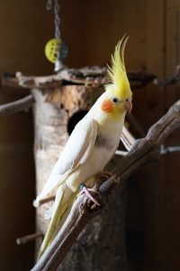 cockatiel, Yellow and White Bird on Brown Tree Branch