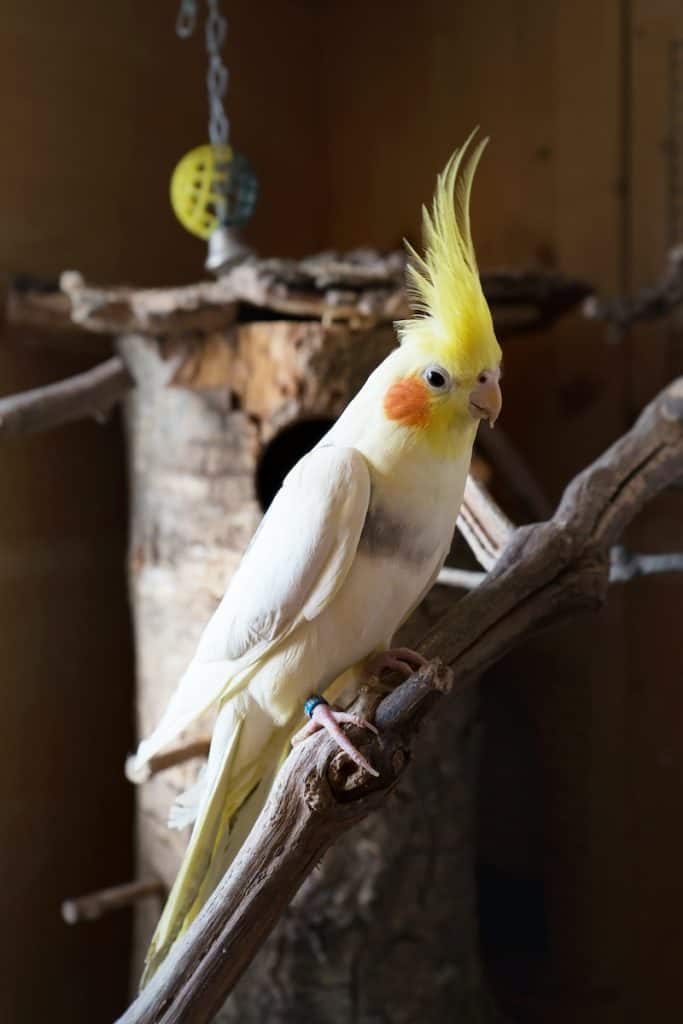 Yellow and White Bird on Brown Tree Branch