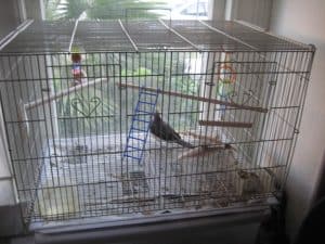 best shape cage for cockatiels