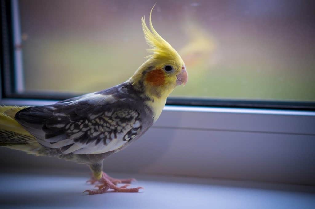 are cockatiels good for apartments