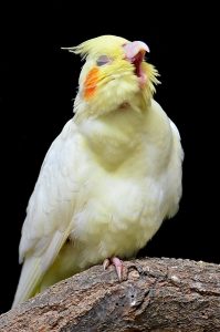 A Yellow and White Cockatiel Bird Singing
