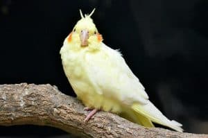 can a cockatiel be potty trained