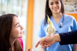 how often should a cockatiel go to the vet