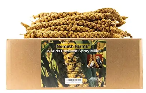 Nemeth Farms Worlds Freshest GMO-Free No Pesticide Sun Dried Spray Millet No Stems Only Edible Tops-Original Bird Treat and Supplement for Pet Birds Parakeets, Cockatiels, Lovebirds and Finches-5lbs