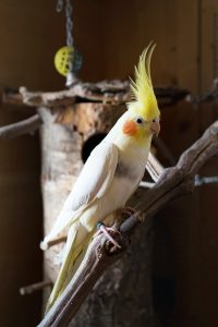 cockatiel