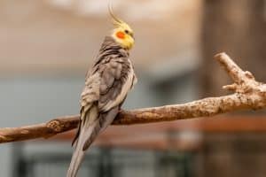 Can Cockatiels Eat Dog Food