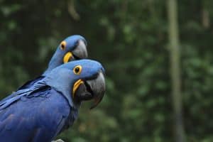 two blue-and-yellow parrots