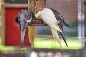 feeding cockatiel