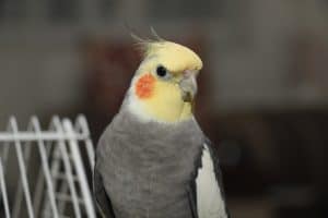 can you be allergic to cockatiels