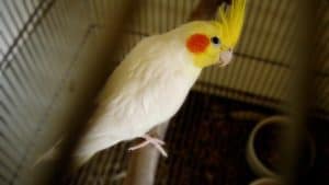 Why Does a Cockatiel Stand on One Leg