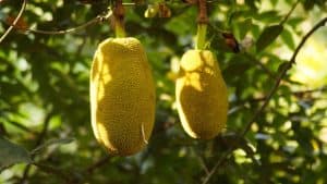 Can Cockatiels Eat Jackfruit