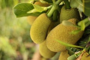 Can Cockatiels Eat Jackfruit