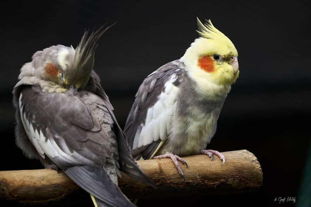 How to Manage Multiple Cockatiels in One Household