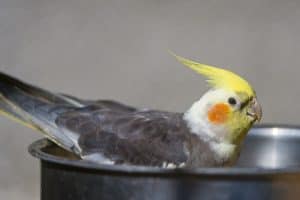 gray cockatiel in a steel bowl