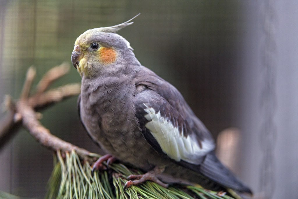 How to Prepare Your Cockatiel for Travel