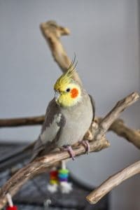 white yellow and gray cockatiel bird on brown tree branch