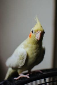 a yellow and white cockatiel sitting on top of a cage