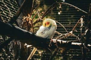 a cockatiel sitting on a tree branch with its beak tucked into its feathers