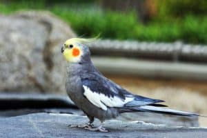 cockatiel bird language and behavior