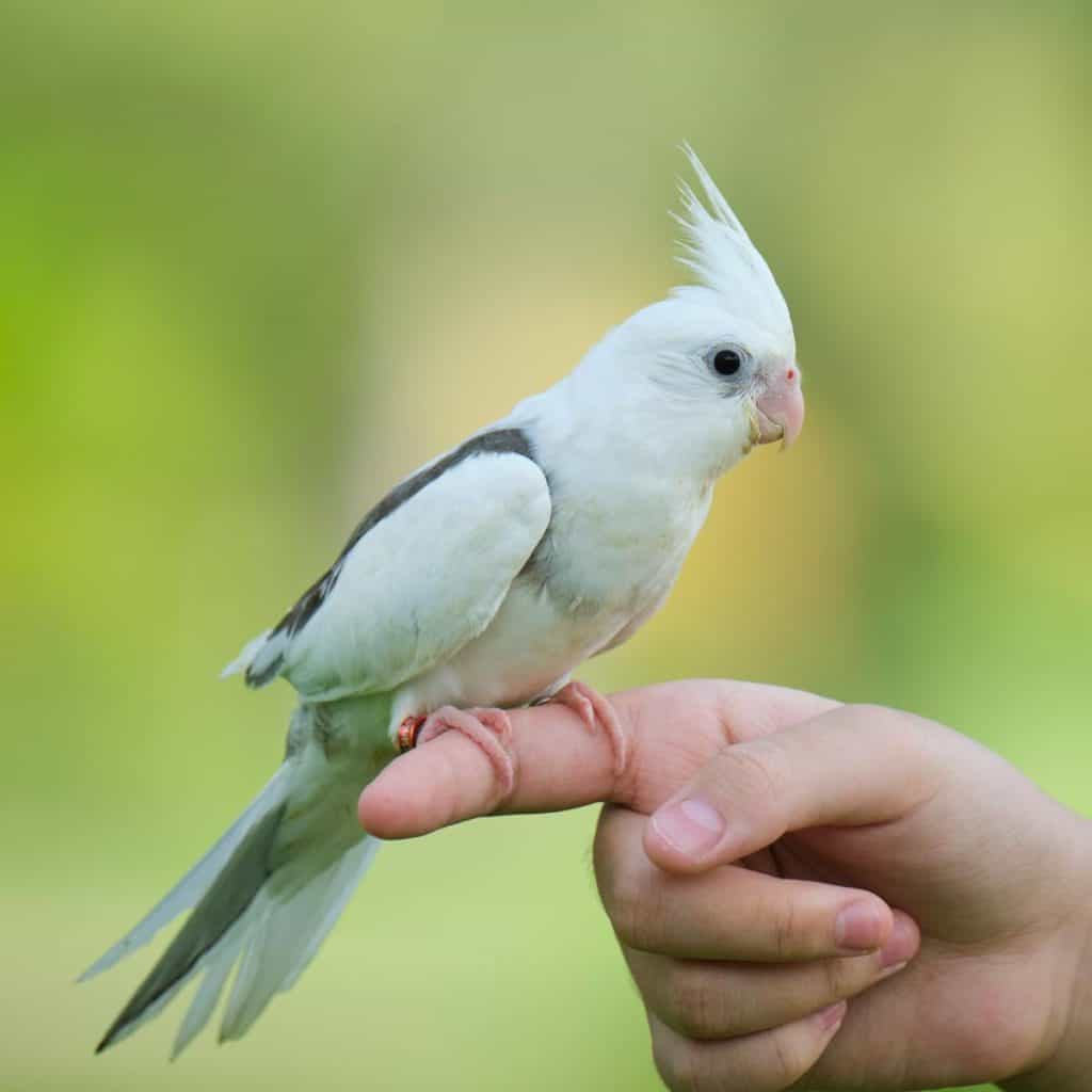 How to Get a Cockatiel to Go on Your Hand