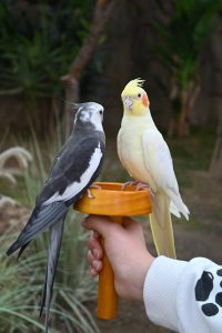 Two Cockatiels Perching on a Feeder