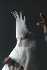 close-up picture of a white cockatiel with its eyes shut