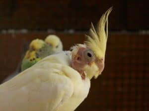 A yellow cockatiel with feathers missing around its face