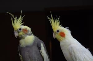 A gray and yellow cockatiel next to a white and yellow cockatiel