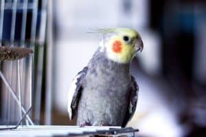 A grey and yellow cockatiel sitting on its cage door