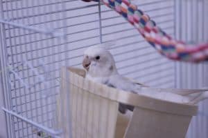 A white cockatiel sitting inside a box in its cage