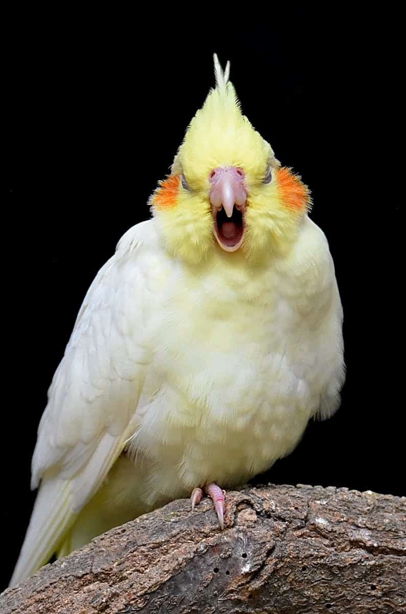 How to Teach a Cockatiel to Talk Dr Cockatiel